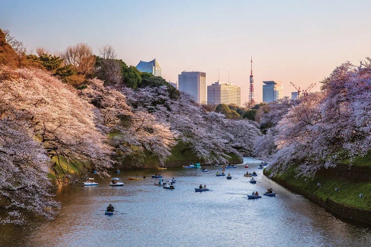 Sunset Over The Moat With Cherry Blossoms, Tokyo, Japan