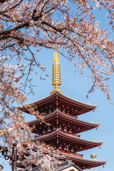Pagodas: Five Story Pagoda And Cherry Blossoms, Tokyo, Japan by Matteo Colombo