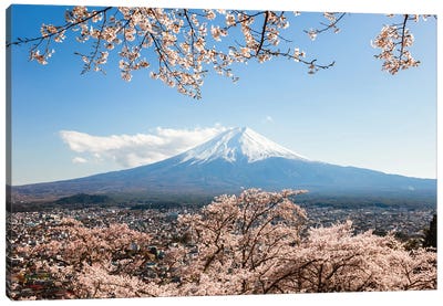 Mount Fuji With Cherry Tree In Bloom, Fuji Five Lakes, Japan Canvas Art Print - Jordy Blue