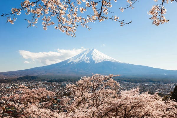 Cherry Blossoms: Mount Fuji With Cherry Tree In Bloom, Fuji Five Lakes, Japan by Matteo Colombo