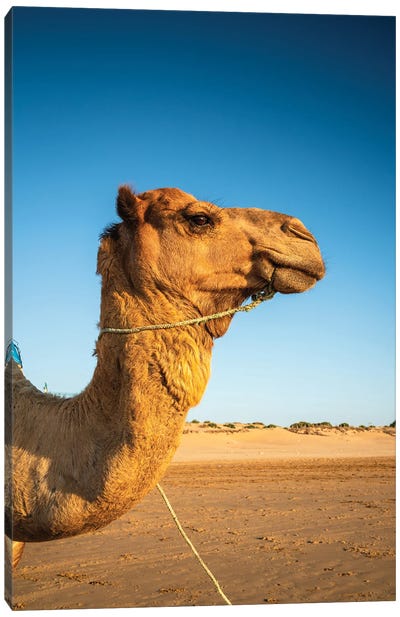 Dromedary Close Up, Morocco Canvas Art Print - Camel Art