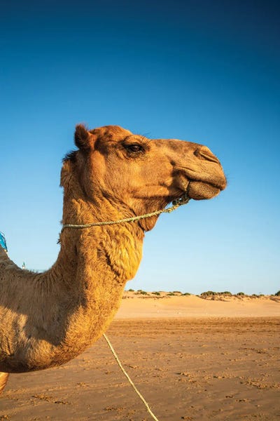 Camels: Dromedary Close Up, Morocco by Matteo Colombo