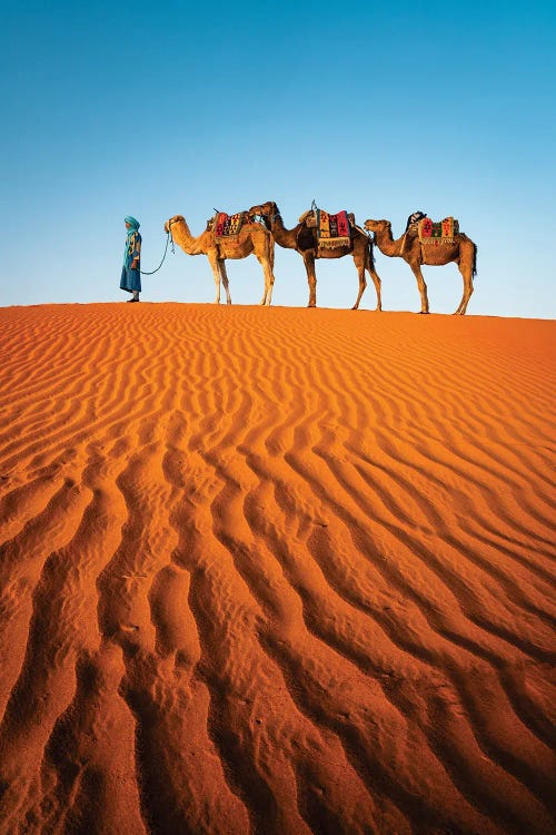 Camels In The Desert, Morocco