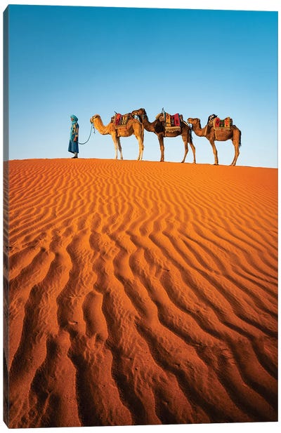 Camels In The Desert, Morocco Canvas Art Print - Morocco