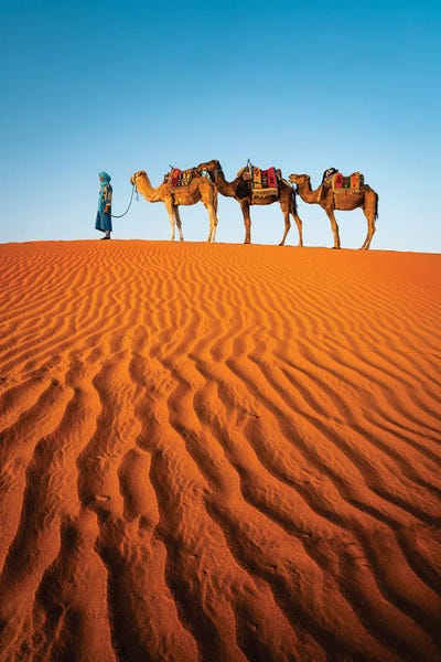 Camels In The Desert, Morocco