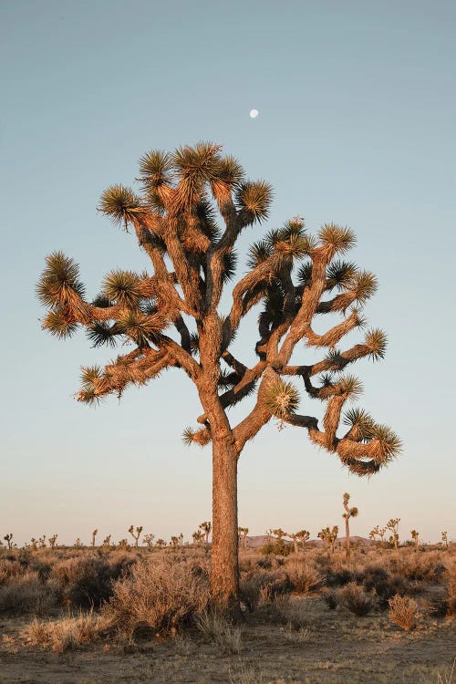 Joshua Tree Under The Moon