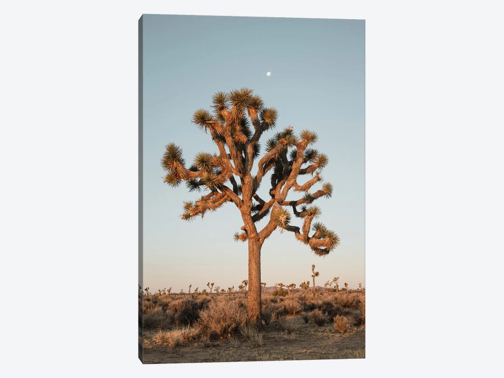 Joshua Tree Under The Moon by Matteo Colombo 1-piece Canvas Print