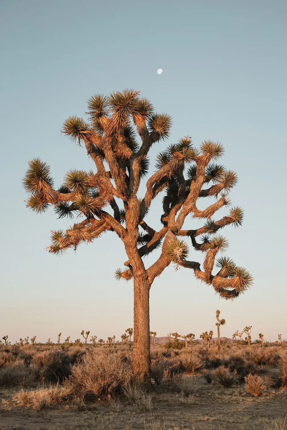 Joshua Tree National Park: Joshua Tree Under The Moon by Matteo Colombo