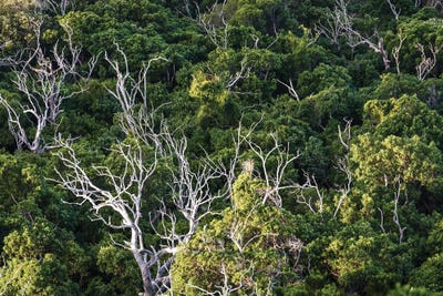 Tree Abstract, Australia by Matteo Colombo canvas print