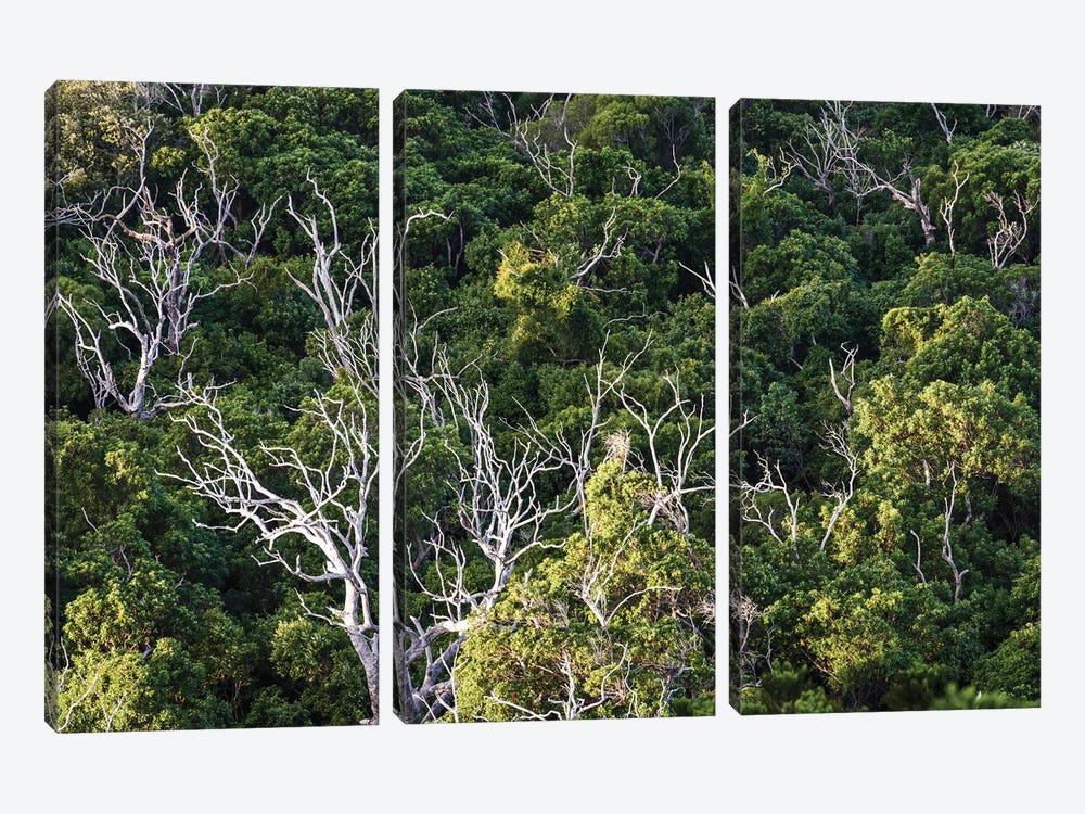 Tree Abstract, Australia by Matteo Colombo 3-piece Canvas Artwork