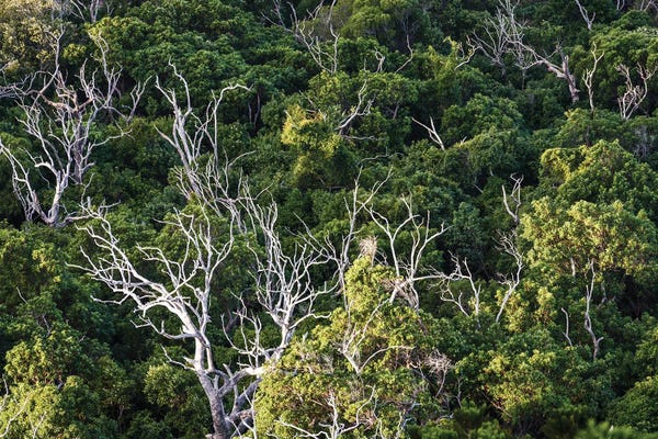 Australia: Tree Abstract, Australia by Matteo Colombo