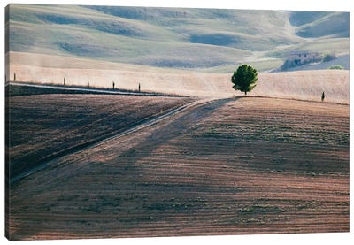 A Lone Tree, Tuscany, Italy Canvas Art Print - Tuscany Art