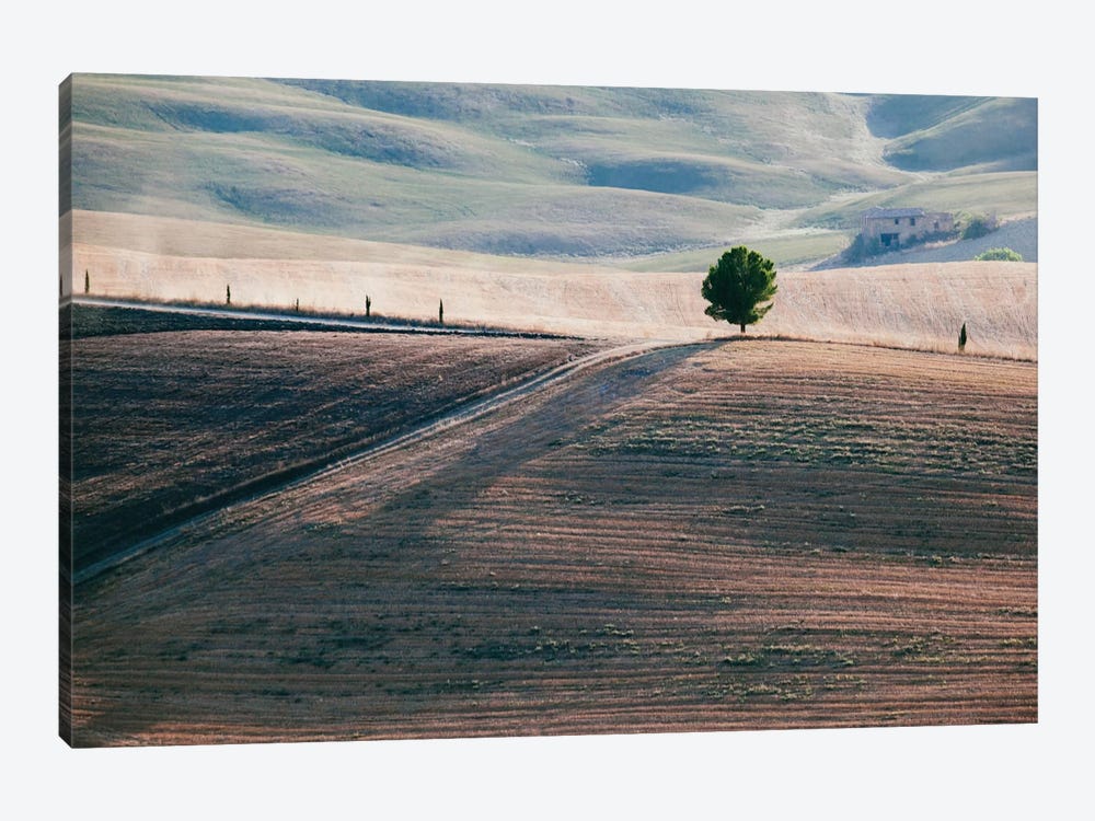 A Lone Tree, Tuscany, Italy by Matteo Colombo 1-piece Art Print