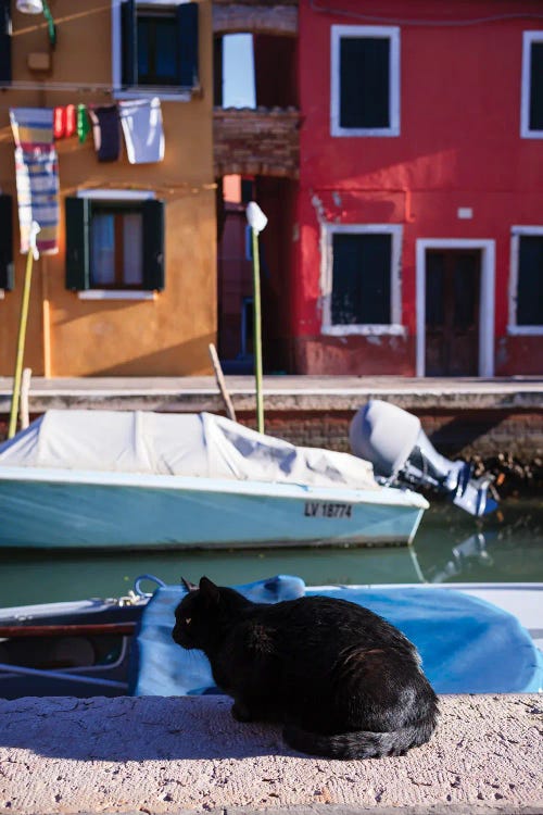 Black Cat Near The Canal, Burano Island, Venice, Italy