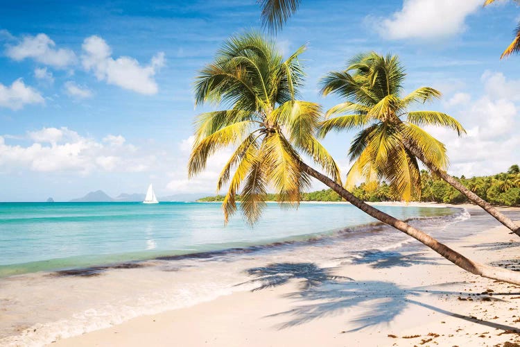 Famous Les Salines Beach In Martinique, Caribbean