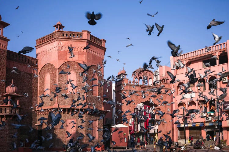 Birds Flying In The Old Town, India