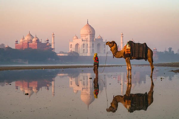 Camels: Taj Mahal And Camel, India I by Matteo Colombo