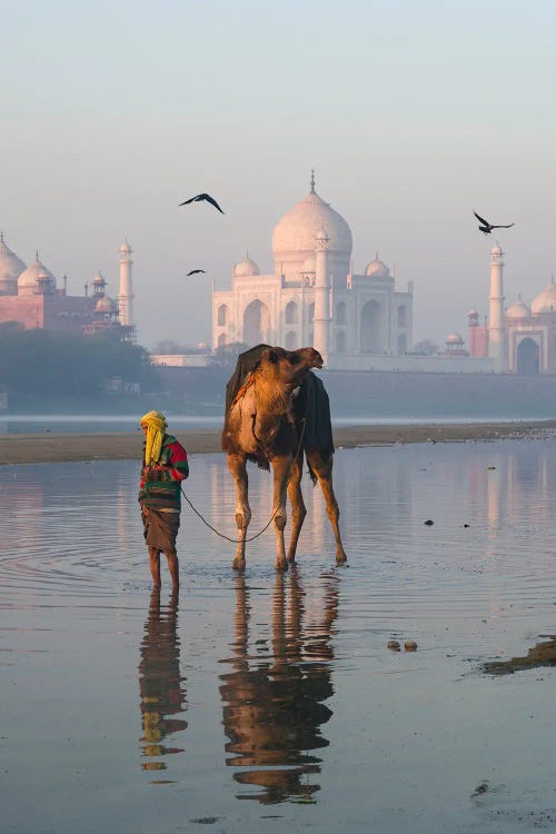 Taj Mahal And Camel, India II