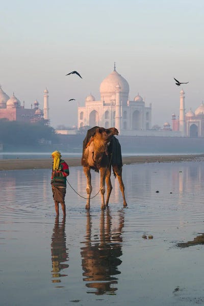 Camels: Taj Mahal And Camel, India II by Matteo Colombo