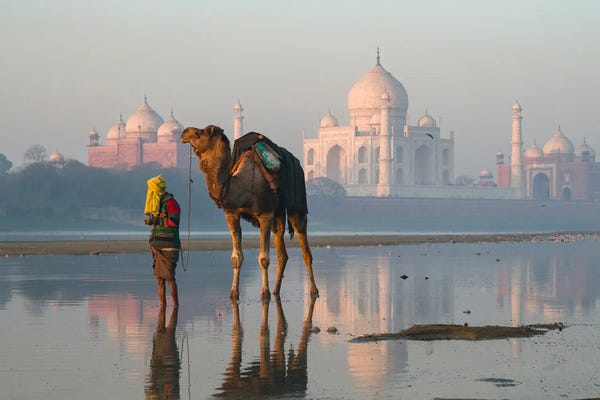 Camels: Taj Mahal And Camel, India III by Matteo Colombo