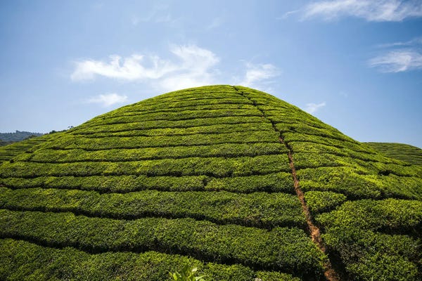 India: Tea Plantation, Munnar, Kerala, India by Matteo Colombo