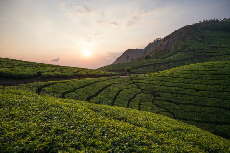 Tea Plantation At Sunset, Munnar, Kerala, India