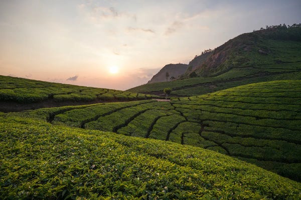 India: Tea Plantation At Sunset, Munnar, Kerala, India by Matteo Colombo