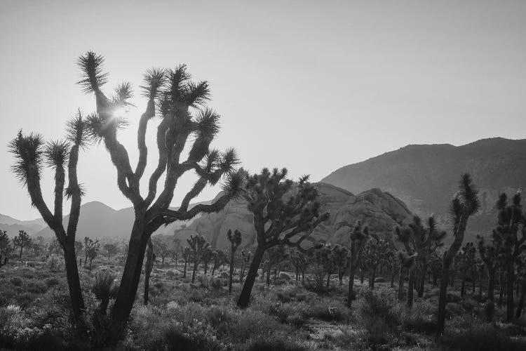 Joshua Trees At Sunset, California