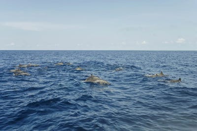Canvas Print: Dolphins In The Blue Ocean Of Maldives by Matteo Colombo - thumbnail
