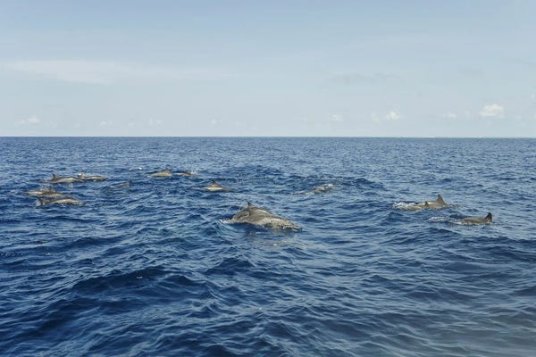 Matteo Colombo: Dolphins In The Blue Ocean Of Maldives by Matteo Colombo