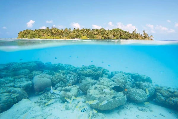 Underwater: Island And Reef, Maldives by Matteo Colombo