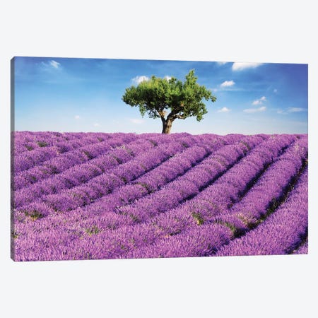 Lavender Field And Tree, Provence Canvas Print #TEO218} by Matteo Colombo Canvas Art Print