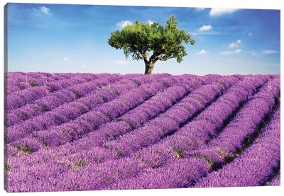 Lavender Field And Tree, Provence Canvas Art Print - Lavender Art
