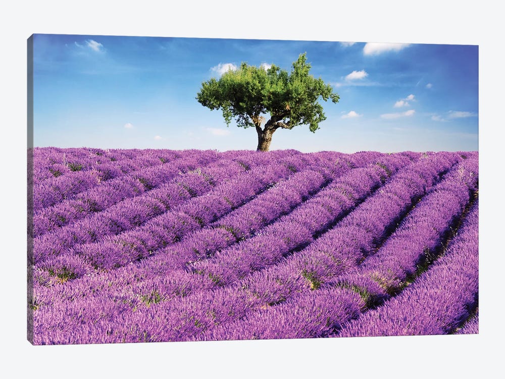 Lavender Field And Tree, Provence by Matteo Colombo 1-piece Canvas Wall Art