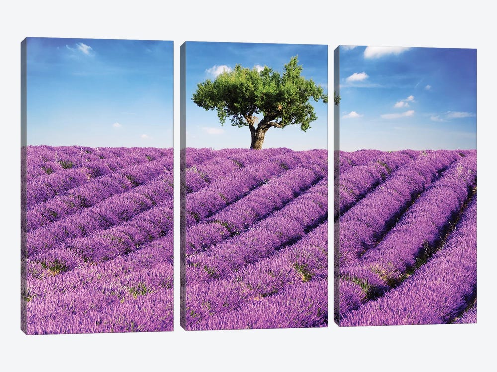 Lavender Field And Tree, Provence by Matteo Colombo 3-piece Canvas Art