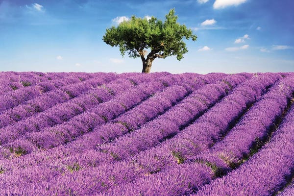 Herbs: Lavender Field And Tree, Provence by Matteo Colombo