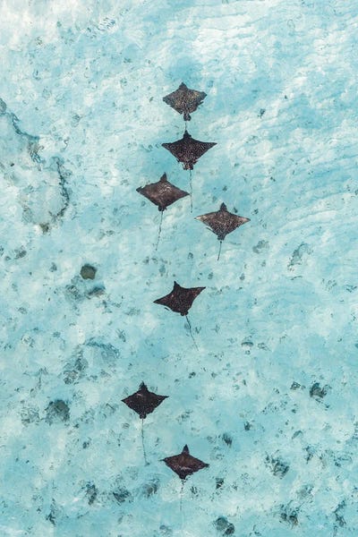 Matteo Colombo: Eagle Rays From Above In The Ocean, Maldives by Matteo Colombo