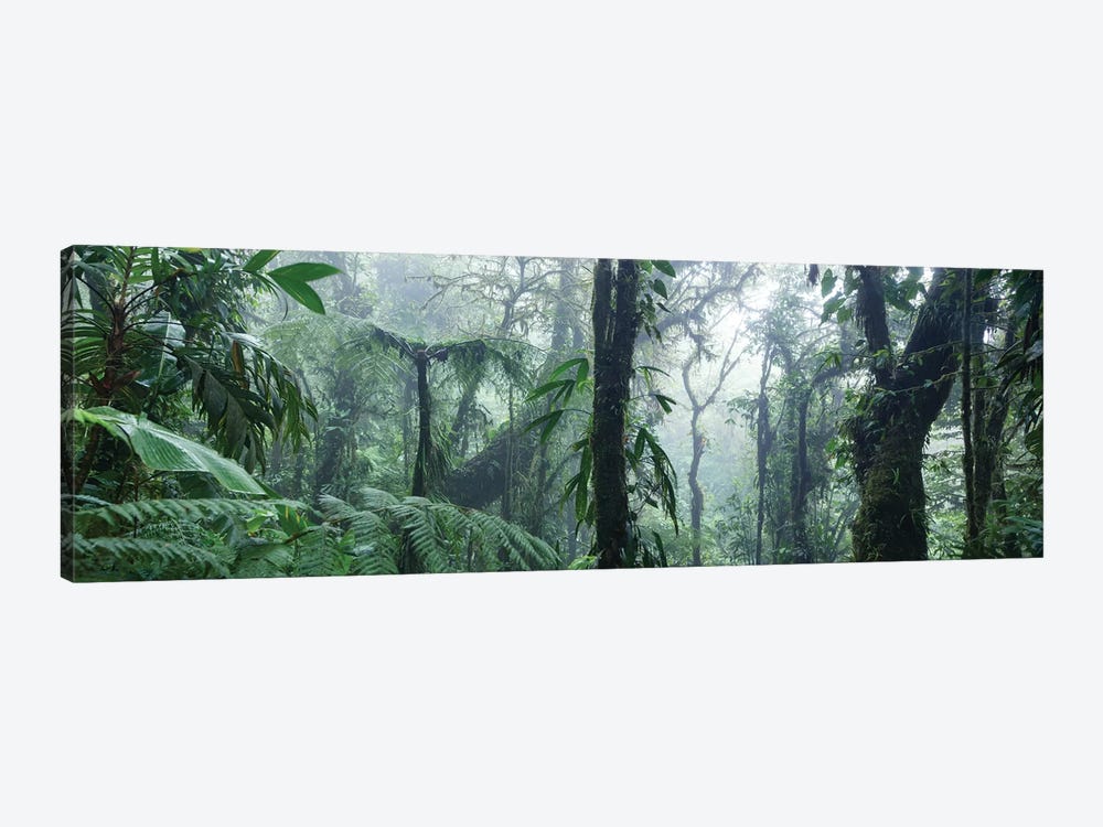 Monteverde Cloud Forest Panorama, Costa Rica 1-piece Art Print