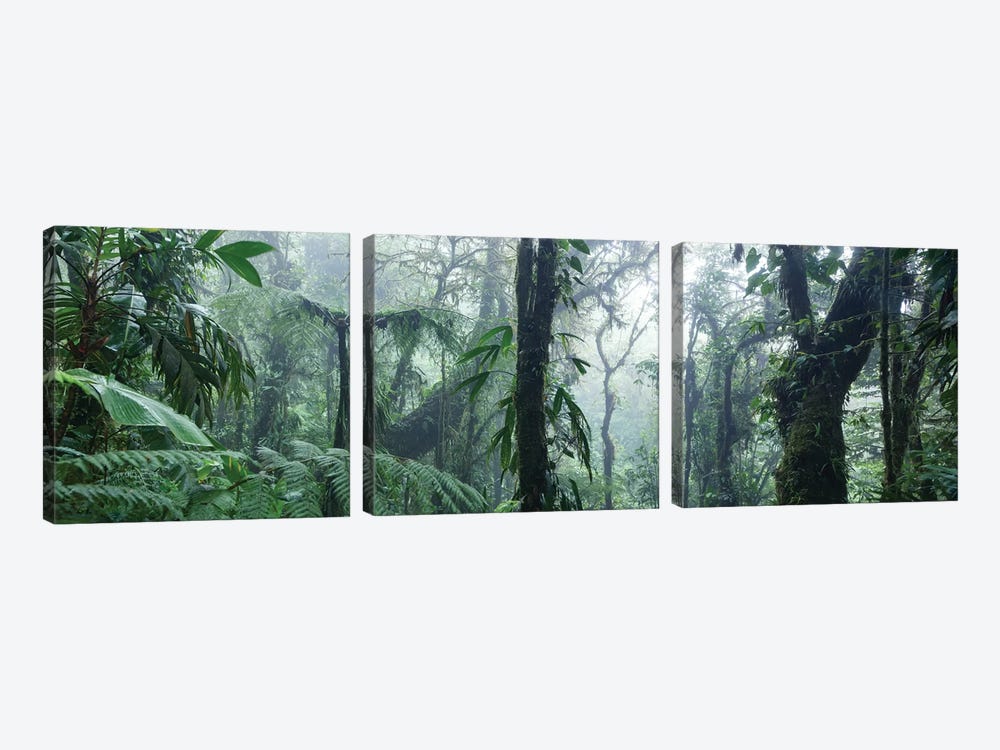Monteverde Cloud Forest Panorama, Costa Rica by Matteo Colombo 3-piece Canvas Print