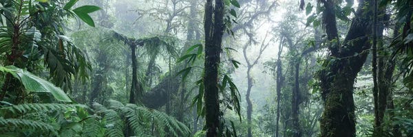 Central America: Monteverde Cloud Forest Panorama, Costa Rica by Matteo Colombo