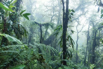 Monteverde Cloud Forest, Costa Rica by Matteo Colombo canvas print