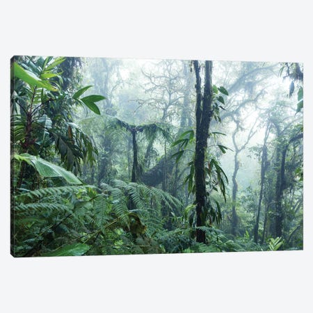 Monteverde Cloud Forest, Costa Rica Canvas Print #TEO225} by Matteo Colombo Canvas Print