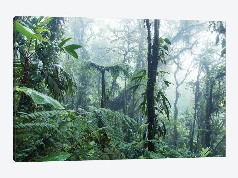 Monteverde Cloud Forest, Costa Rica by Matteo Colombo 1-piece Canvas Wall Art