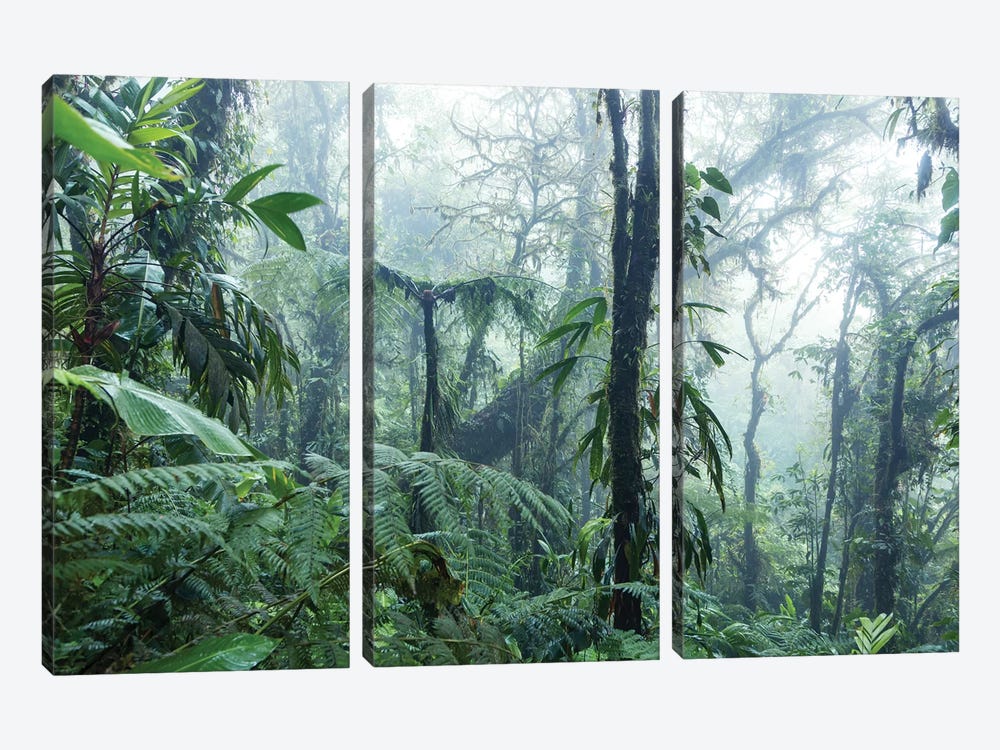 Monteverde Cloud Forest, Costa Rica by Matteo Colombo 3-piece Canvas Art