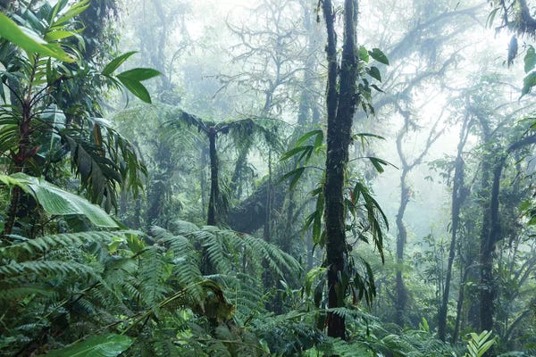 Wilderness: Monteverde Cloud Forest, Costa Rica by Matteo Colombo
