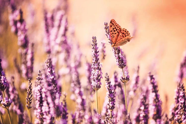 Butterfly In Lavender Field, Provence, France