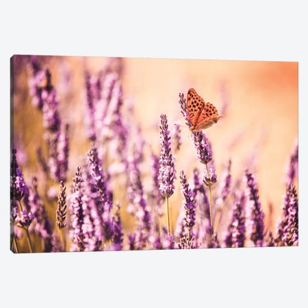Butterfly In Lavender Field, Provence, France Canvas Print #TEO23} by Matteo Colombo Canvas Art