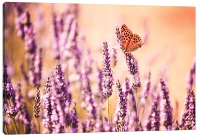 Butterfly In Lavender Field, Provence, France Canvas Art Print - Pantone Ultra Violet 2018