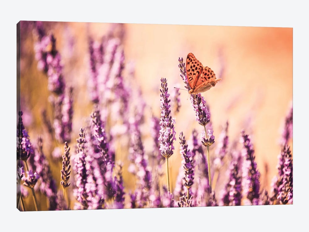 Butterfly In Lavender Field, Provence, France by Matteo Colombo 1-piece Canvas Art Print