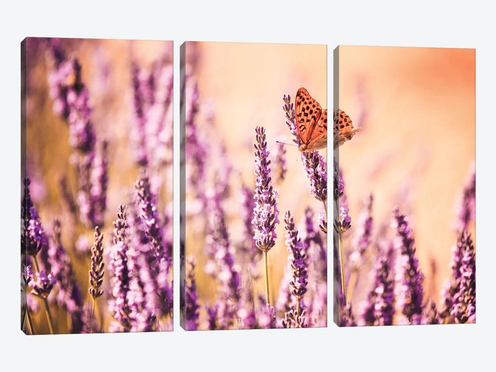 Butterfly In Lavender Field, Provence, France by Matteo Colombo 3-piece Canvas Art Print